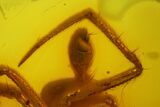 Detailed Fossil Spider (Araneae) in Baltic Amber #166223-1